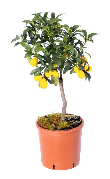 Citrus mix opstammet - Højde: 70 cm
